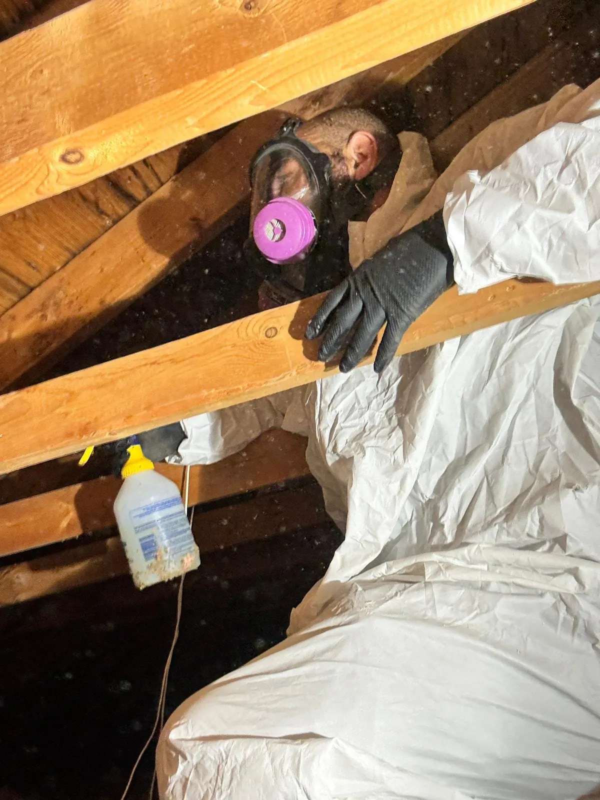 Technician in a full-face respirator treating an attic
